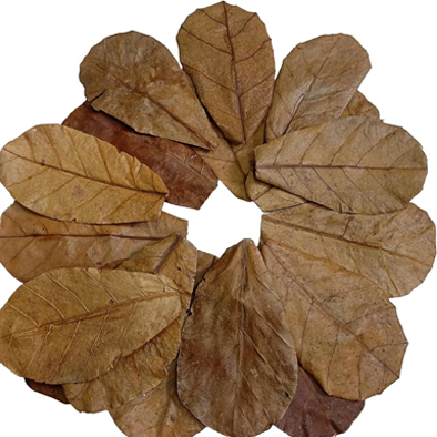 Indian Almond Leaves (Catappa) natural aquarium and aquaculture product from Indonesia